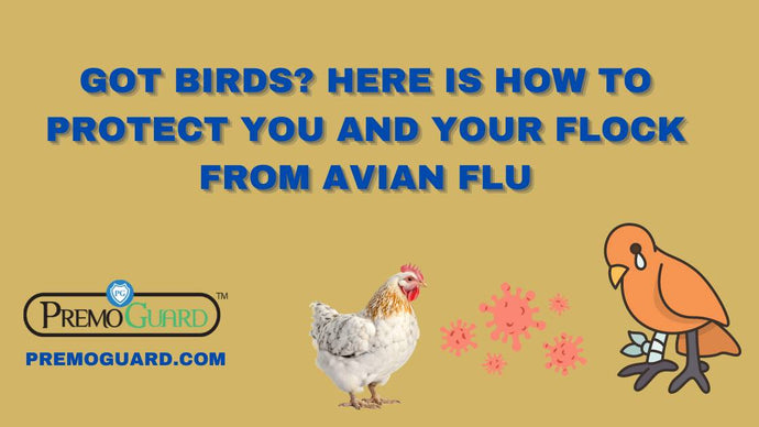 Got Birds? Here is How to Protect You and Your Flock from Avian Flu