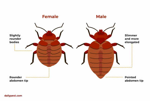 everything to know about bed bugs