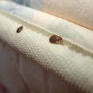 how do bed bugs look when they hatch