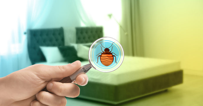 Hotel Employees Share Darkest Secrets (secrets 4-7 about Bed Bugs)