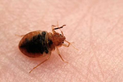 New Study Reveals New Policy to Prevent Bed Bug Infestations