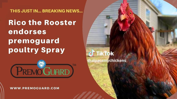 News: Rico the Rooster Approves Premo Poultry Spray and we could not be happier!
