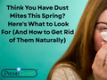Think You Have Dust Mites This Spring? Here's What to Look For (And How to Get Rid of Them Naturally)