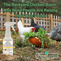 The Backyard Chicken Boom: Why More People Are Raising Their Own Flocks