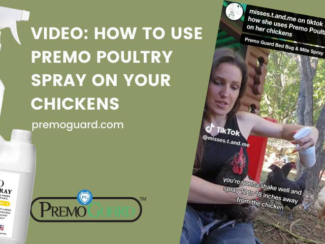 How to protect your chicken flock from mites, lice, fleas, ticks and f