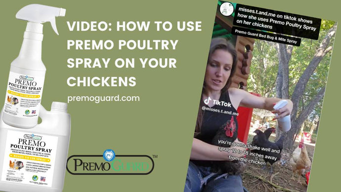 Video: misses.t.and.me on tiktok shows how she uses Premo Poultry Spray on her chickens
