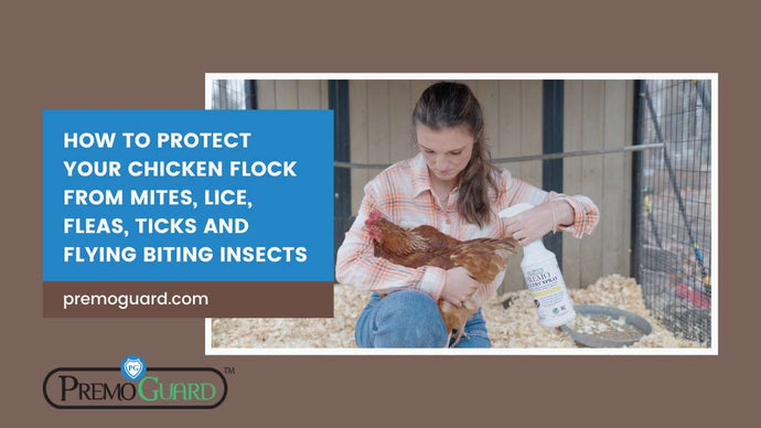 How to protect your chicken flock from mites, lice, fleas, ticks and flying biting insects