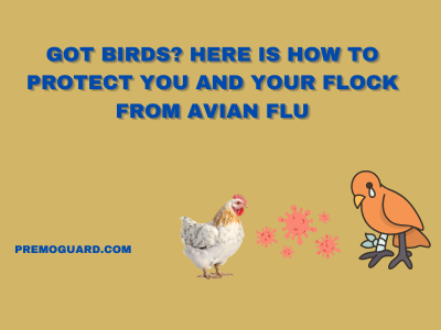 Got Birds? Here is How to Protect You and Your Flock from Avian Flu