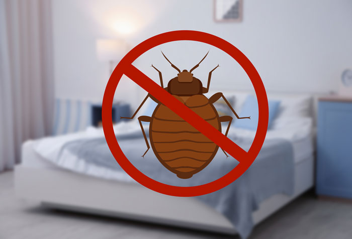 How To Get Rid Of Bed Bugs Naturally And Fast | Guaranteed Bed Bug ...